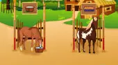 Horsecare Apprenticeship