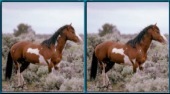 Spot Horse 2v1