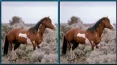 Spot Horse 2v1