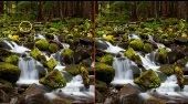 Forest Waterfalls