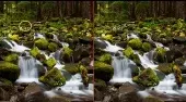 Forest Waterfalls