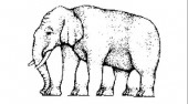 Optical Illusions
