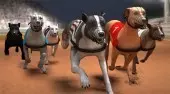 Greyhound Racing