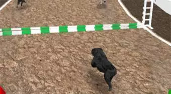 Dog Simulator 3D
